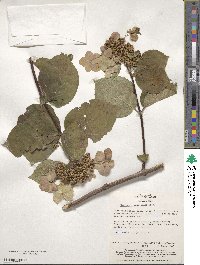 Hydrangea paniculata image