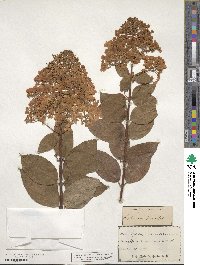 Hydrangea paniculata image