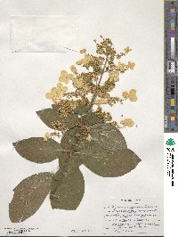 Hydrangea paniculata image