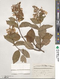 Hydrangea paniculata image