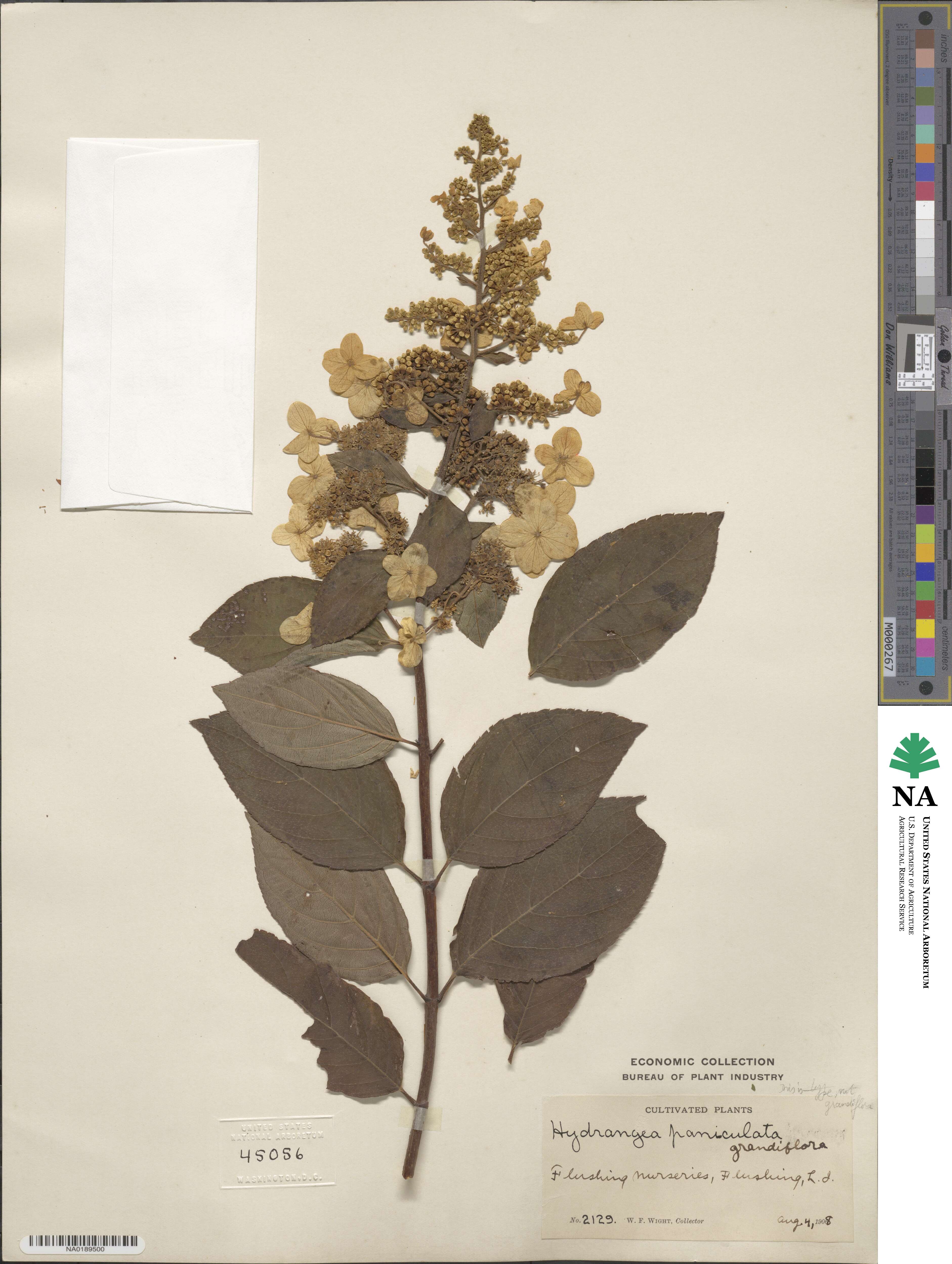 Hydrangea paniculata image