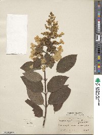 Hydrangea paniculata image