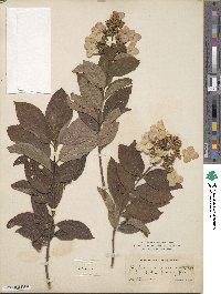 Hydrangea paniculata image