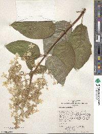 Hydrangea paniculata image