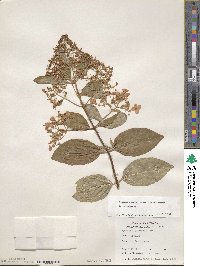 Hydrangea paniculata image