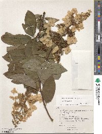 Hydrangea paniculata image