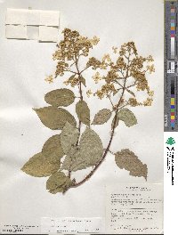 Hydrangea paniculata image