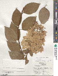 Hydrangea paniculata image