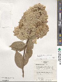 Hydrangea paniculata image