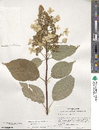 Hydrangea paniculata image