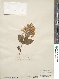 Hydrangea paniculata image