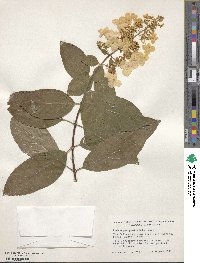 Hydrangea paniculata image