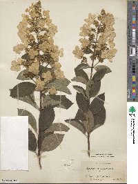 Hydrangea paniculata image