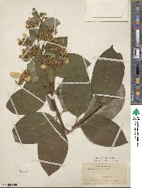 Hydrangea paniculata image