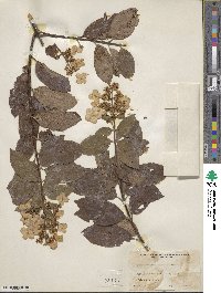 Hydrangea paniculata image