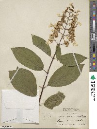 Hydrangea paniculata image