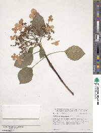 Hydrangea anomala subsp. petiolaris image