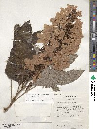 Hydrangea quercifolia image