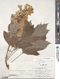 Hydrangea quercifolia image