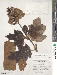 Hydrangea quercifolia image