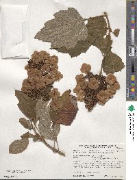 Hydrangea quercifolia image