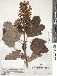 Hydrangea quercifolia image