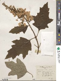 Hydrangea quercifolia image