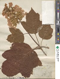 Hydrangea quercifolia image