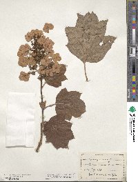 Hydrangea quercifolia image