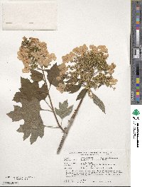 Hydrangea quercifolia image