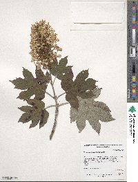 Hydrangea quercifolia image