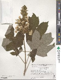 Hydrangea quercifolia image