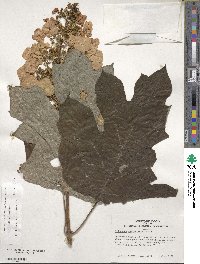 Hydrangea quercifolia image