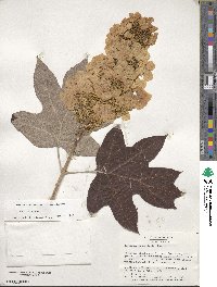 Hydrangea quercifolia image