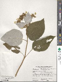 Hydrangea radiata image