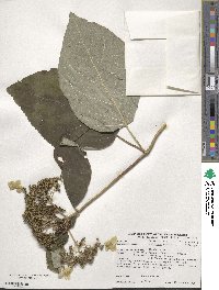 Hydrangea radiata image