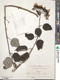 Hydrangea radiata image