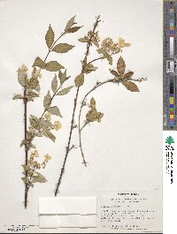 Image of Hydrangea scandens