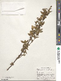 Hydrangea scandens subsp. liukiuensis image