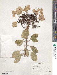 Hydrangea seemannii image