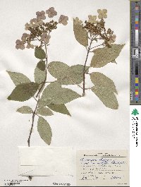 Hydrangea strigosa image