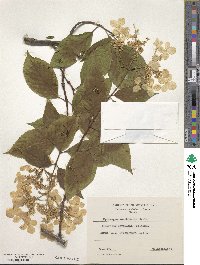 Hydrangea xanthoneura image