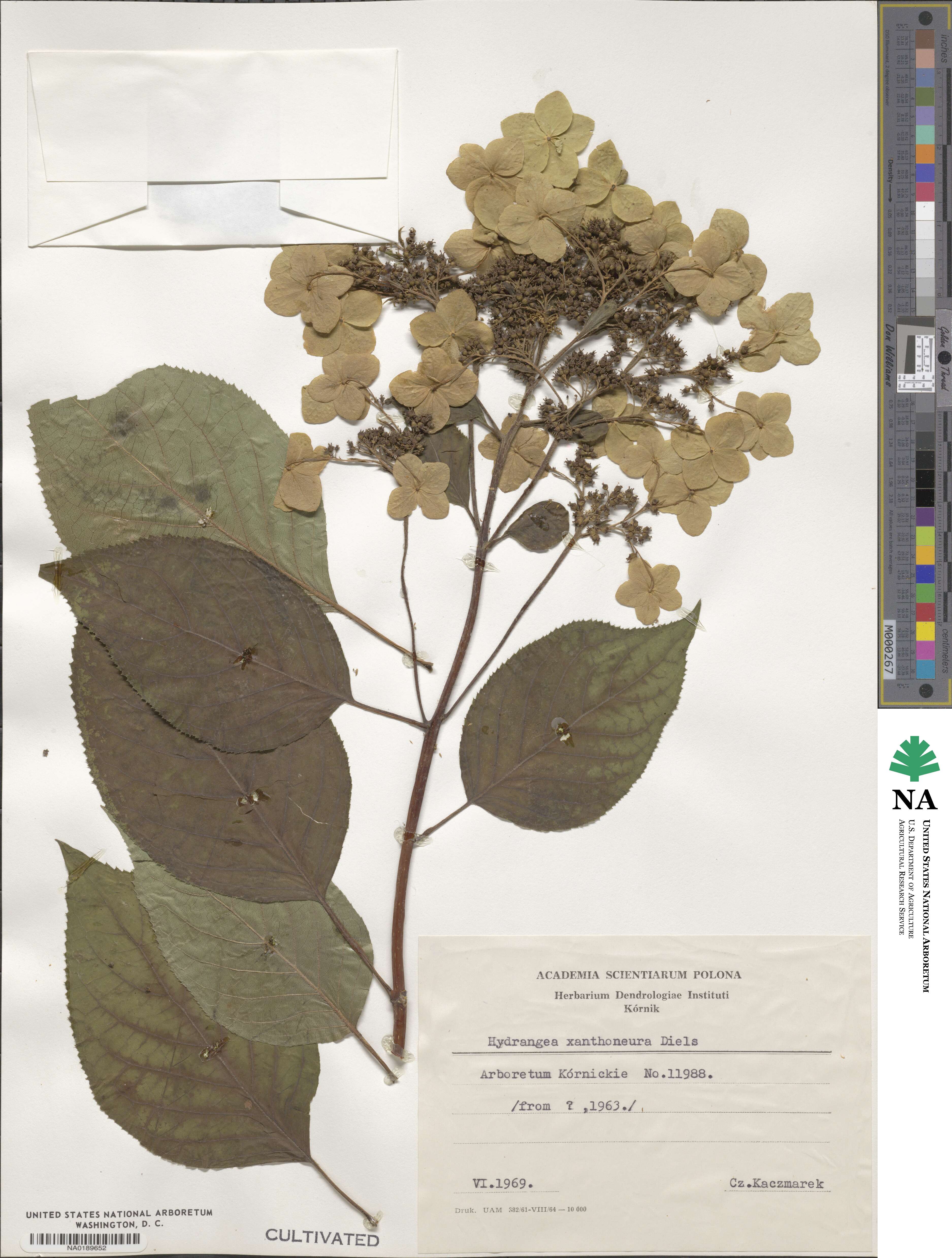 Hydrangea xanthoneura image