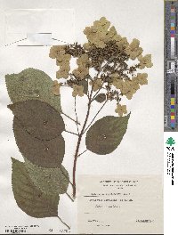 Hydrangea xanthoneura image