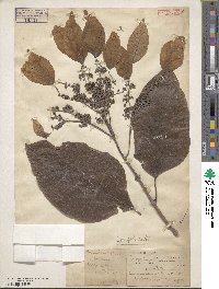 Hydrangea macrosepala image