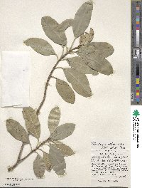 Hydrangea viburnoides image