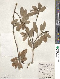 Hydrangea viburnoides image