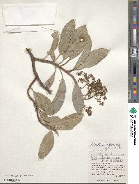 Hydrangea viburnoides image