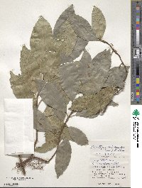 Hydrangea viburnoides image