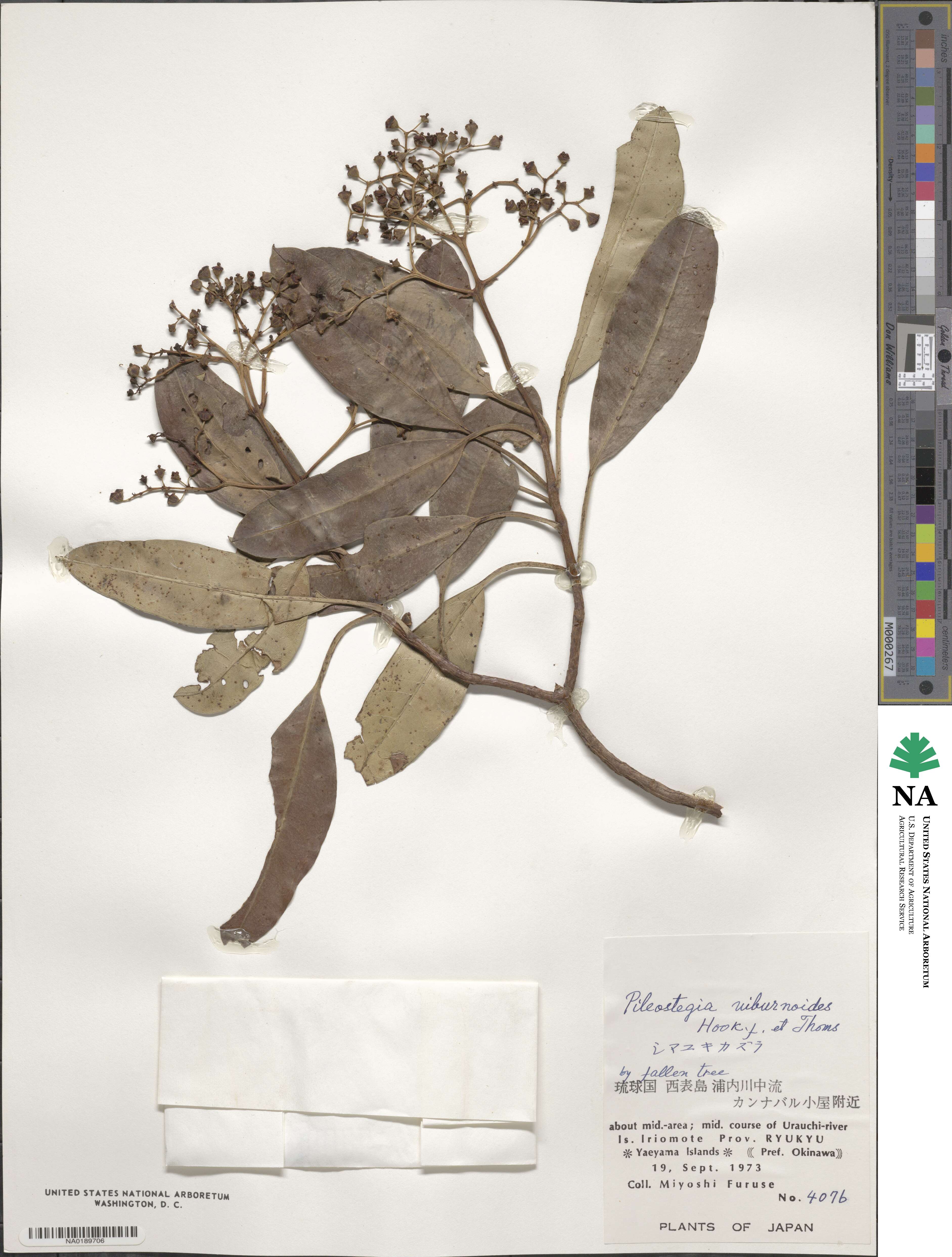 Hydrangea viburnoides image